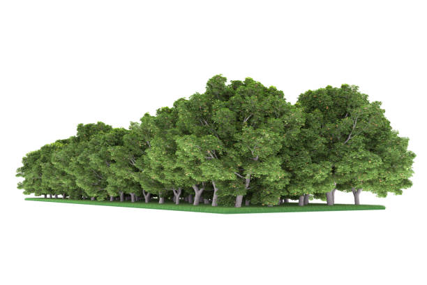 istock Forrest arrangement isolated on background. 3d rendering - illustration description 1471677868