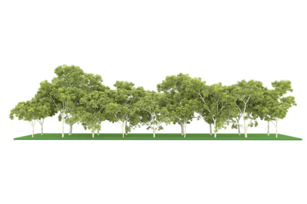 istock Forrest arrangement isolated on background. 3d rendering - illustration description 1471677917