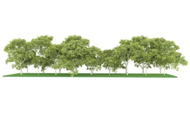 istock Forrest arrangement isolated on background. 3d rendering - illustration description 1471677941