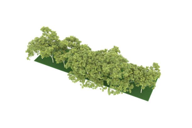 istock Forrest arrangement isolated on background. 3d rendering - illustration description 1471677951
