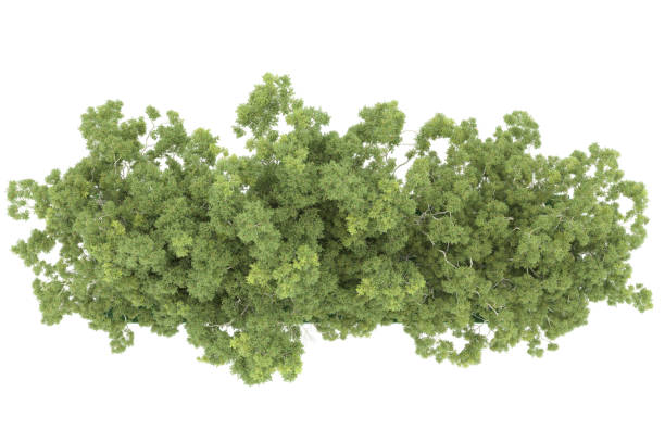 istock Forrest arrangement isolated on background. 3d rendering - illustration description 1471678027