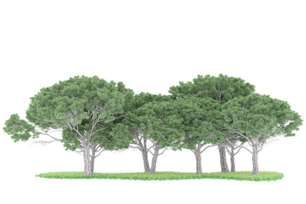 istock Forrest arrangement isolated on background. 3d rendering - illustration description 1471678581