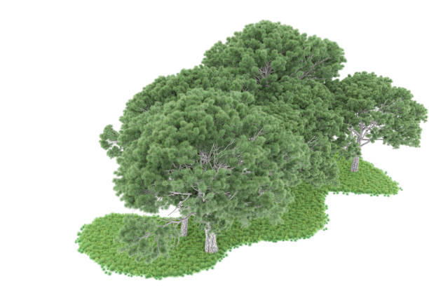 istock Forrest arrangement isolated on background. 3d rendering - illustration description 1471678600