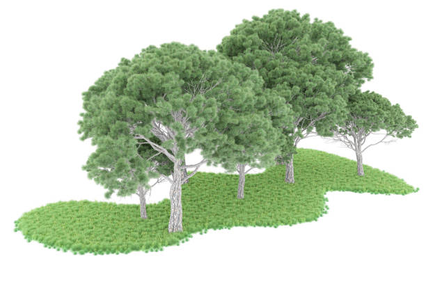 istock Forrest arrangement isolated on background. 3d rendering - illustration description 1471678629