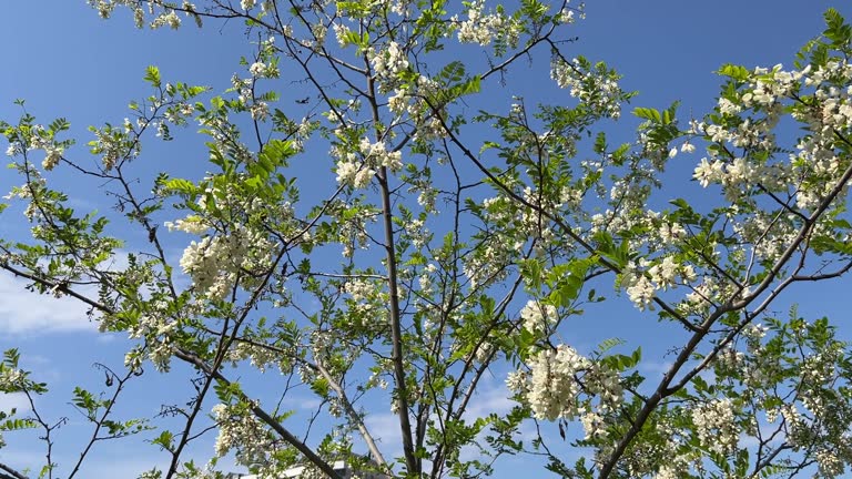 Insects circle over flowering branches of white acacia