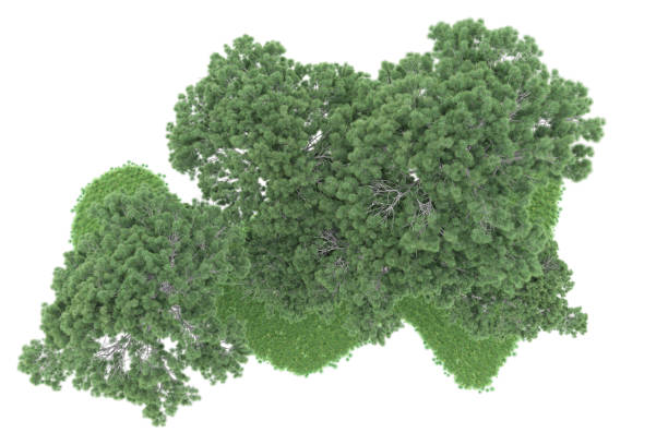 istock Forrest arrangement isolated on background. 3d rendering - illustration description 1471678644