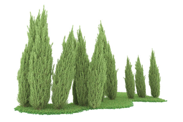 istock Forrest arrangement isolated on background. 3d rendering - illustration description 1471678655