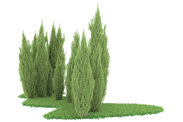 istock Forrest arrangement isolated on background. 3d rendering - illustration description 1471678666