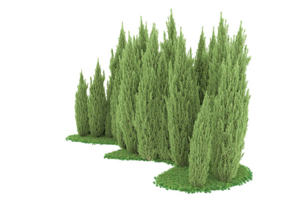istock Forrest arrangement isolated on background. 3d rendering - illustration description 1471678673