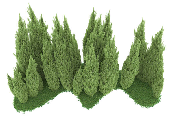 istock Forrest arrangement isolated on background. 3d rendering - illustration description 1471678683