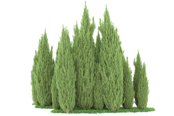 istock Forrest arrangement isolated on background. 3d rendering - illustration description 1471678684