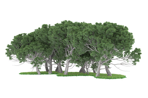 The illustration depicts a 3-dimensional rendering of a forest arrangement that is isolated on a plain background. The forest arrangement is composed of various types of trees, shrubs, and plants, arranged in a natural and organic manner.