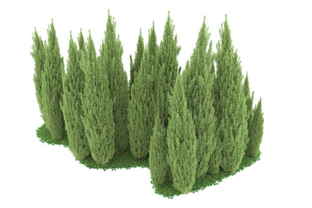 istock Forrest arrangement isolated on background. 3d rendering - illustration description 1471678688