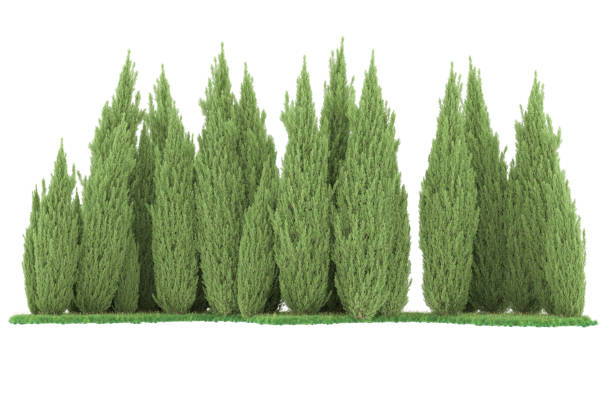 istock Forrest arrangement isolated on background. 3d rendering - illustration description 1471678692