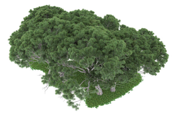 istock Forrest arrangement isolated on background. 3d rendering - illustration description 1471678727