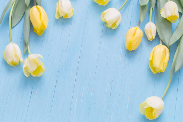 istock yellow tulips on wooden background 1471678735