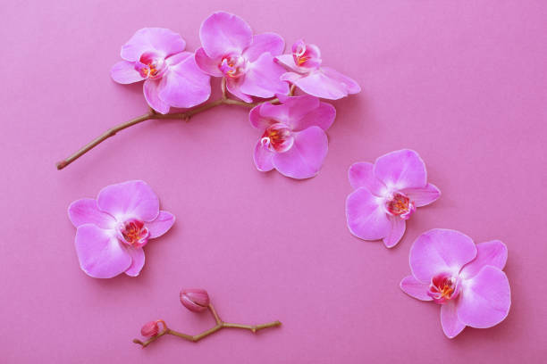 istock the beautiful orchid flowers on pink background 1471678784