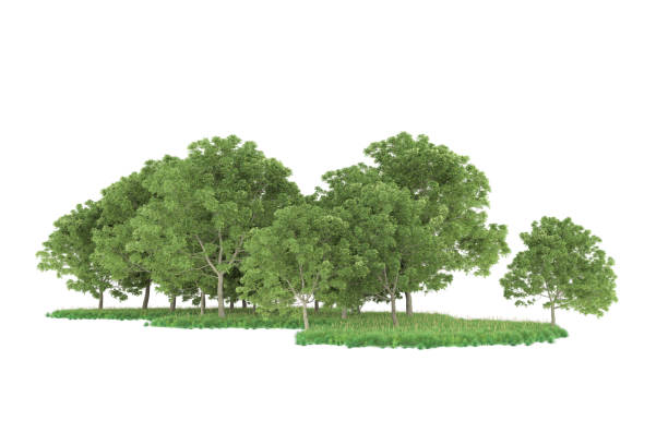 istock Forrest arrangement isolated on background. 3d rendering - illustration description 1471678797