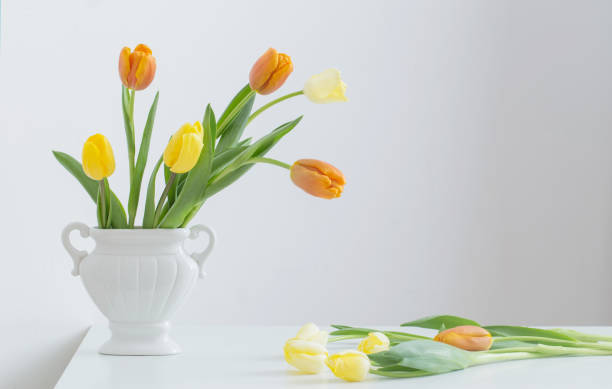 istock yellow tulips on white background 1471678824