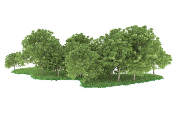 istock Forrest arrangement isolated on background. 3d rendering - illustration description 1471678834