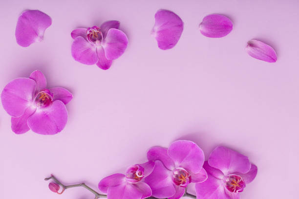 istock the beautiful orchid flowers 1471678877