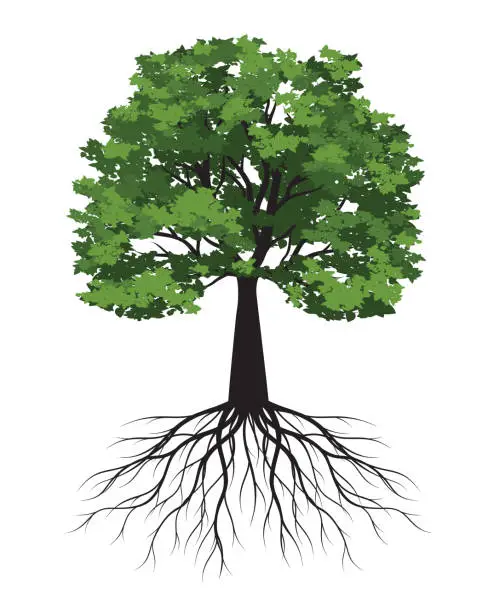 Vector illustration of Green Tree with leaves and Roots. Vector outline Illustration. Plant in Garden.