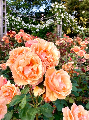 Queen Mary's Rose Gardens in Regent's Park is a world-famous rose garden home to London' largest collection of roses, with 12,000 roses planted in the gardens.