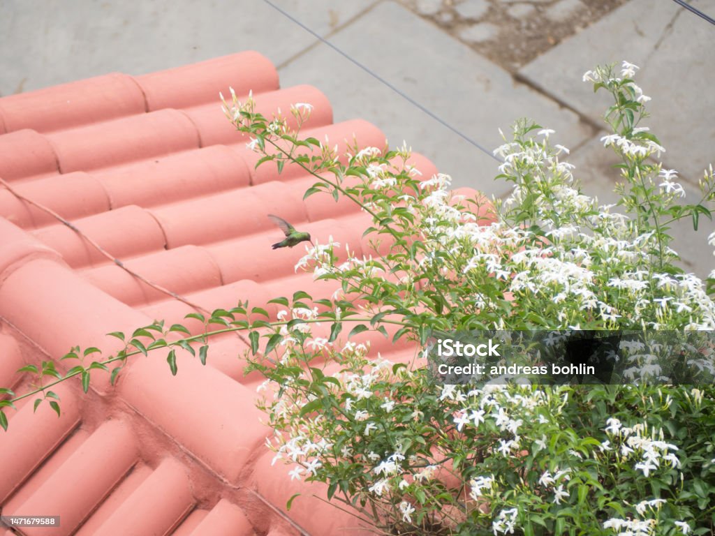 Hummingbird and tiled roof Green Hummingbird Hovering by a flower over a tiled red roof Animal Stock Photo