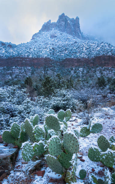 istock cactus snow zion national park 1471680898