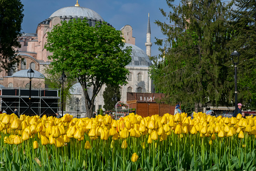 Photo taken on 21st April 2017, İstanbul, Turkey: Tulips in Istanbul during Tulip festival, in Sultanahmet region with Hagia Sophia.