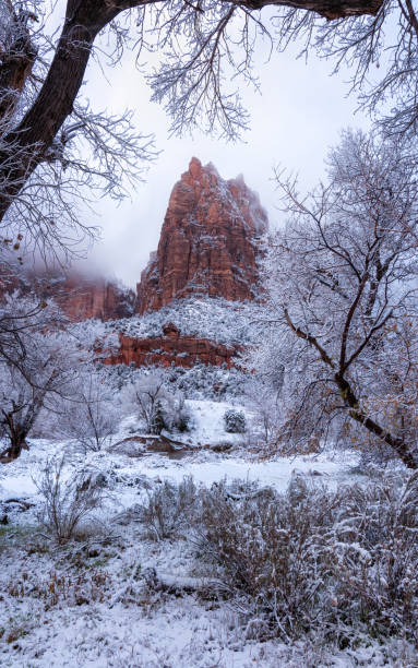 istock frost trees zion national park 1471681867