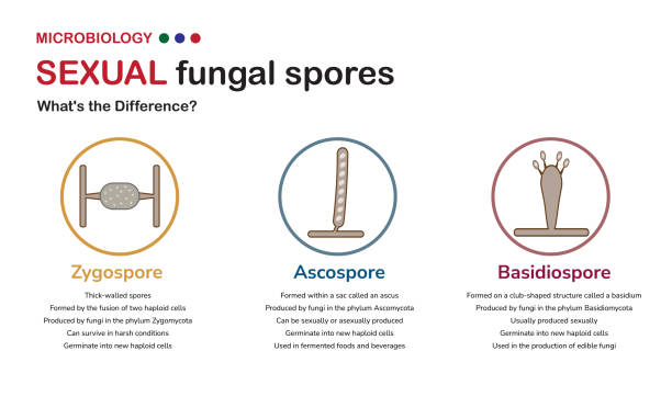 微生物学図は、真菌によって生成される接合胞子、子嚢胞子、担子胞子の構造、生殖、および生態学的役割の観点からの違いを説明しています。 - asexual reproduction点のイラスト素材／クリップアート素材／マンガ素材／アイコン素材