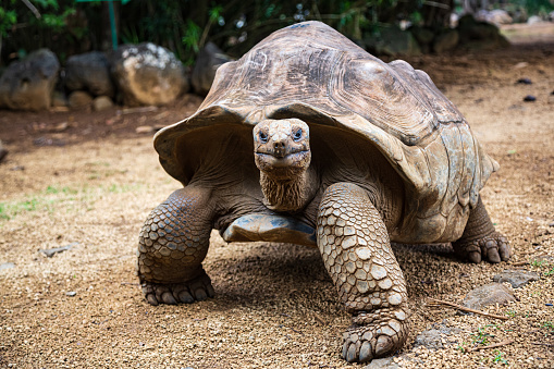 Aldabra giant tortoise Aldabrachelys gigantea, endemic to the Seychelles, in La Vanille Nature Park, Savanne, Mauritius