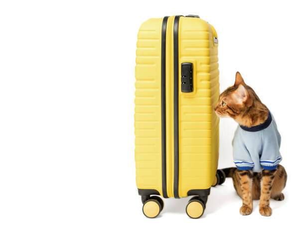 istock Bengal cat and yellow suitcase on a white background. 1471683820