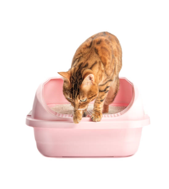 istock Cat in the toilet on a white background 1471683939