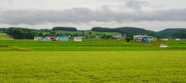 istock Beautiful rice field in Akita, Japan 1471685403