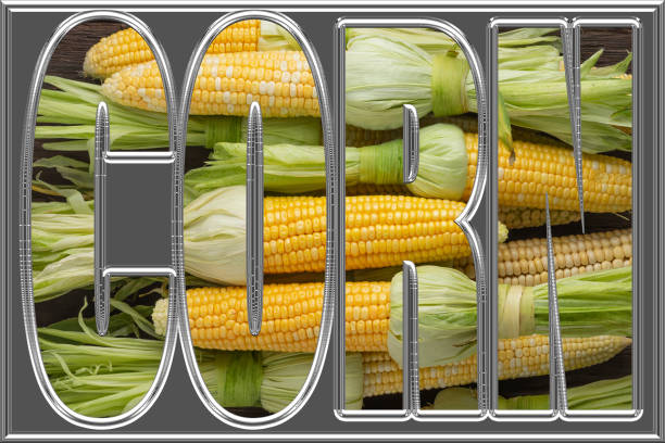 Font with transparency of young sweet corn. Font, design, Heap of fresh raw corn on the cob on a wooden table