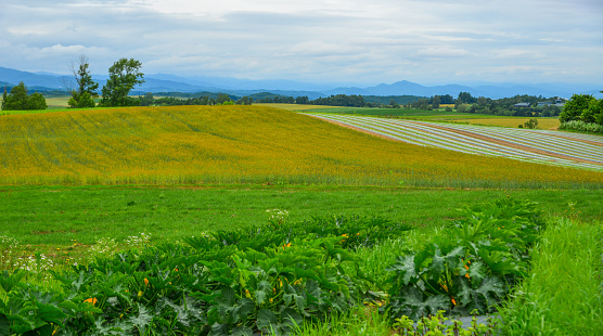 Beautiful rural scenery at summer day in Furano Township, Hokkaido, Japan.