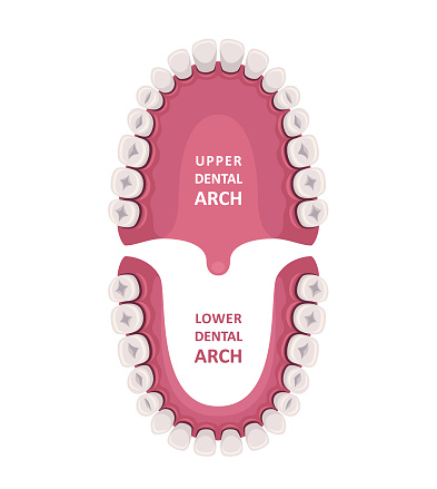 Teeth, Upper, Lower Adult Jaw, Top View. Anatomy Concept. Orthodontist Human Teeth Scheme. Medical Oral Health.