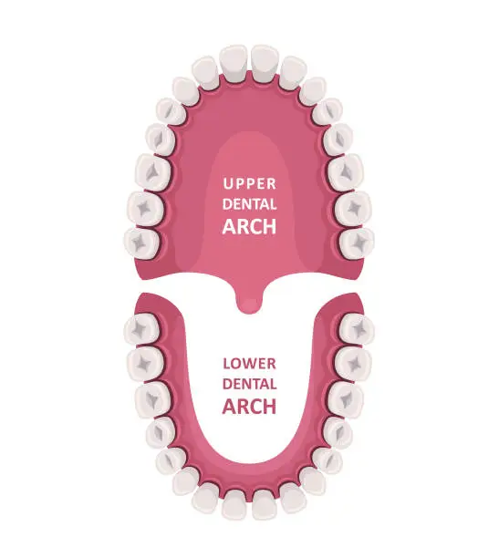 Vector illustration of Tooth anatomy chart. Orthodontist Human Teeth Scheme. Medical Oral Health Concept.