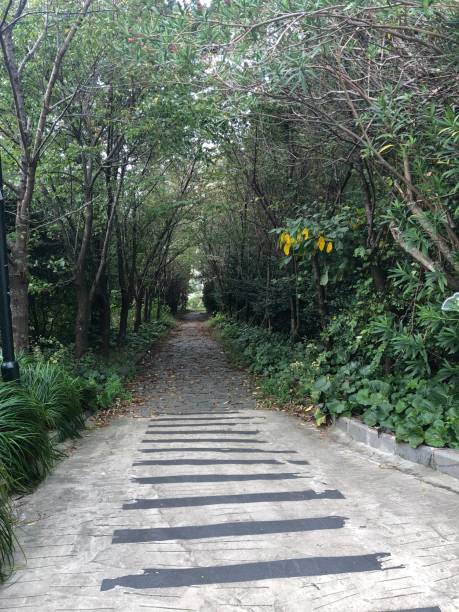 istock a photograph of a forest. 1471686636