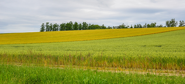 Rural landscape at summer day in Furano Township, Hokkaido, Japan.