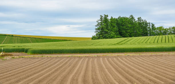 istock Beautiful rural scenery at summer day 1471686751