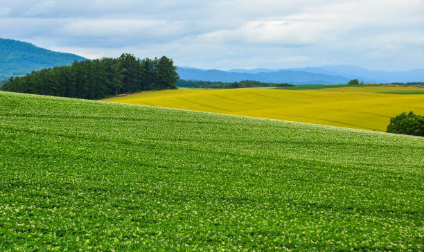 istock Beautiful rural scenery at summer day 1471686887