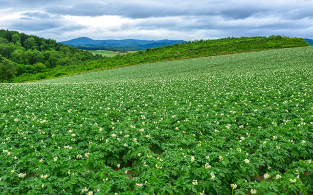 istock Beautiful rural scenery at summer day 1471687038