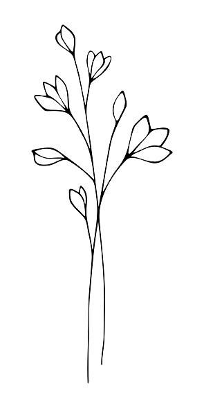 Vector, black and white, contour drawing of flowering, spring twigs. Drawn by hand. For holiday, decoration, as a design element for postcards and invitations.