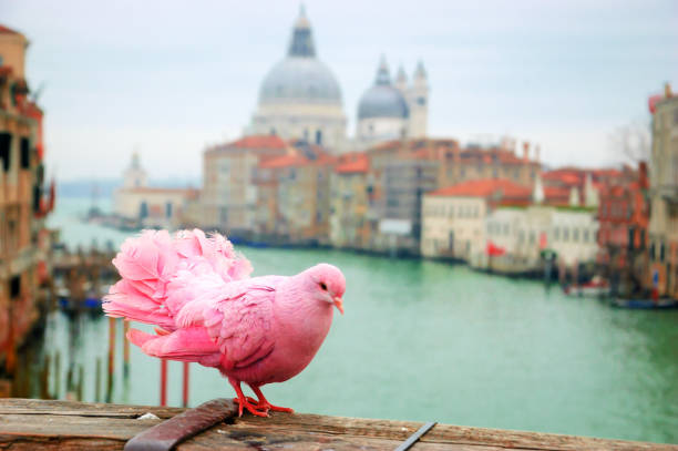 Pink pigeon on bridge railing in Venice (Italy). A view from Accademia bridge on Grand Canal and Basilica Santa Maria della Salute. Romantic vacation background. Selective focus.