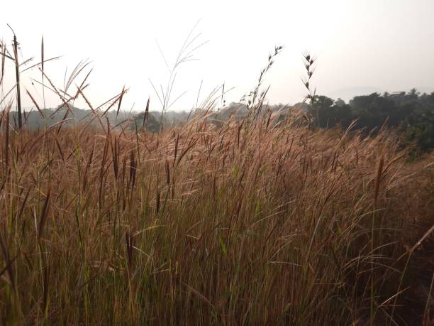 istock Morning grass feild with dew. morning grass landscape. 1471687926