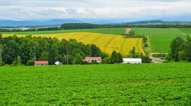 istock Beautiful rural scenery at summer day 1471688670