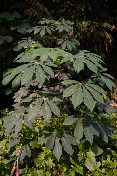 istock cassava leaves that thrive in the garden. 1471688892